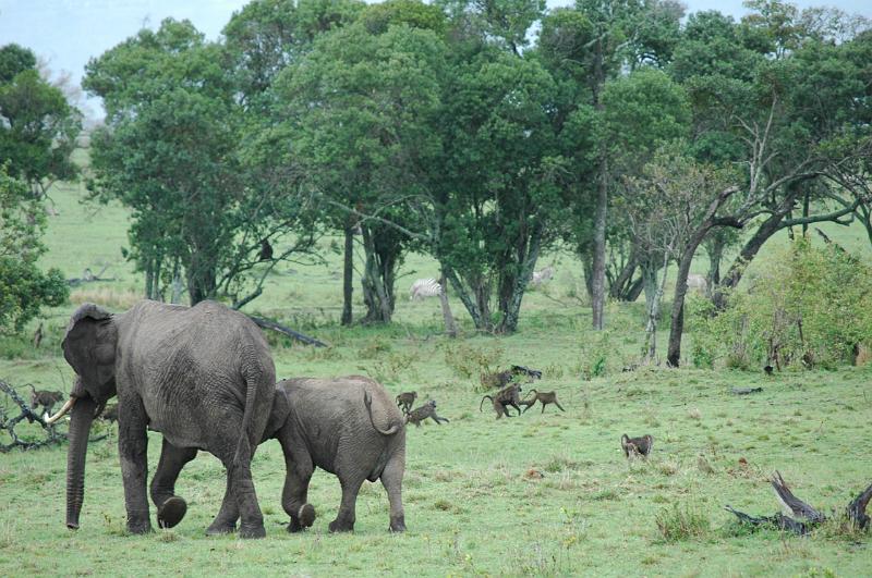 Elephants & Monkeys.JPG